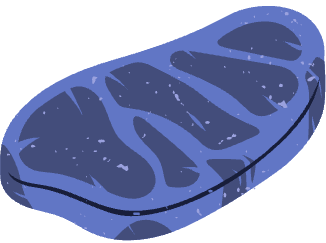 Carne Oscura Decorativa